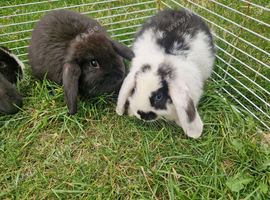 Mini Lops Ready Now