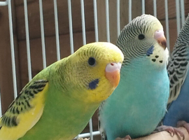 Young budgies