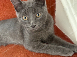 5-month old kitten for sale