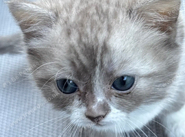 Gorgeous grey and white British shorthair