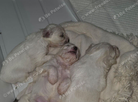 Cabochon pups