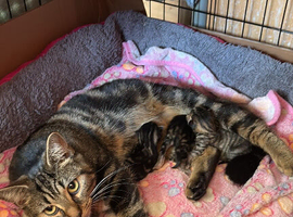 Kittens for sale