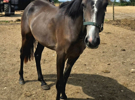 Lovely Connemara x TB filly