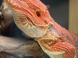 Hypo red monster male