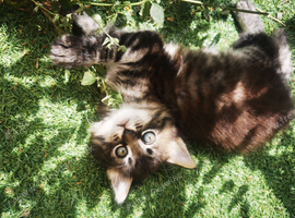 Half Ragdoll kittens
