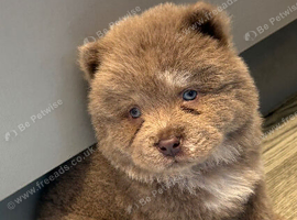 Last lilac male chow chow puppy ready to leave