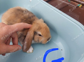 Last girl left mini lop