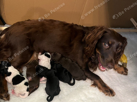 Premium Cockapoo Fb2 Puppies