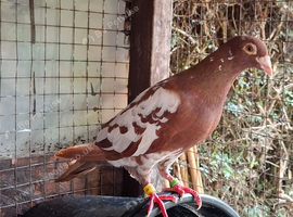 Rear red racing pigeon