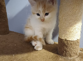 3 kittens