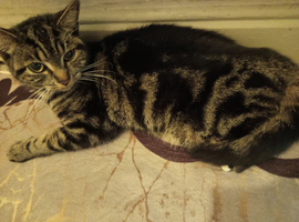 Mixed bengal