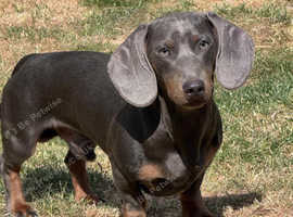 blue n tan mini dachshund for stud
