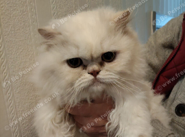 Persian kitten