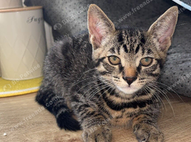 Egyptian mau mix breed male kitten