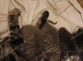 Kittens