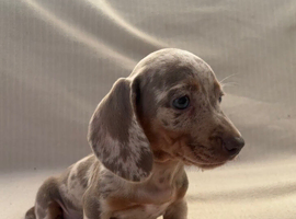 Stunning rainbow  litter ready now