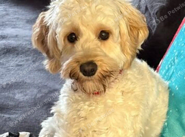 Female Cavapoo for sale
