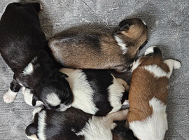5 BEAUTIFUL SHI TZU PUPPIES