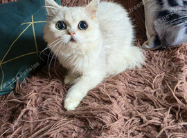 Adorable 1 year old Persian girl