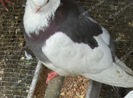 Pigeons for sale