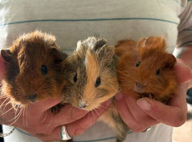 3 female guinea pigs ready now
