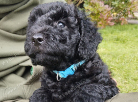 Miniature Labradoodle puppies
