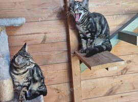 Adorable Half Bengal Kittens