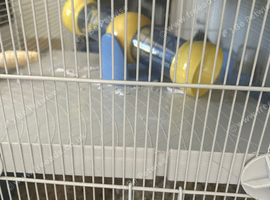 Hamster