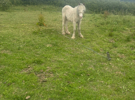 BEAUTIFUL GREY COLT