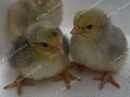 Day old chicks for sale