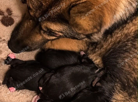 Akita puppy's boys/girls