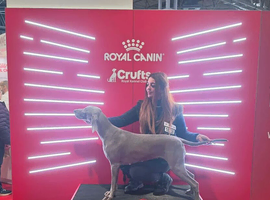 Silver Weimaraner puppies champion bloodlines