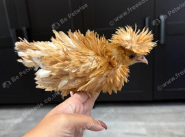 Polish chicks