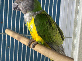 Senegal parrot Glasgow
