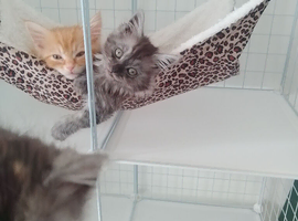 Maine coon kittens