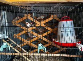zebra finches