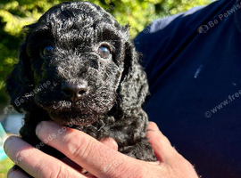 READY SOON Gorgeous Cockapoo pups