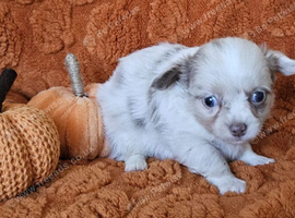 Long haired Choc & Choc Merle pups, Russian dad...