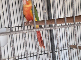 Baby Conures with dna