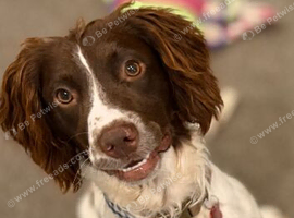 Springer Spaniel