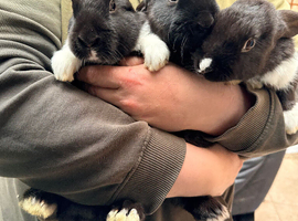 3 buck Dutch rabbits