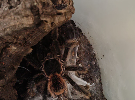 Mature male Salmon Pink Bird eater tarantula