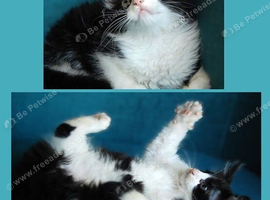 Kittens looking for new home (nr Canterbury, Kent)