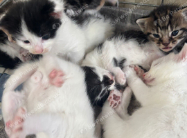 4 kittens ready now