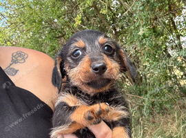 Dachshund x Jack Russell