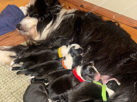 Bearded x Border Collie Puppies. 5 Boys & 2 Girls