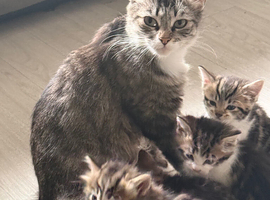 Bengal Maine coon cross kittens