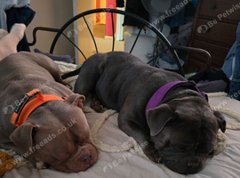 MALE MINI POCKET BULLY