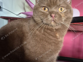 Lovely girl is looking for a good home.