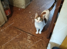 Kittens for sale lovely colours male female ready for there for ever home